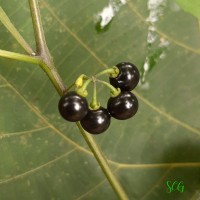 Solanum americanum Mill.